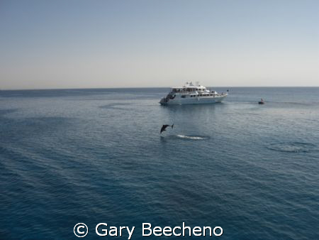 A dolphin came jumping past, splash... splash... splash. ... by Gary Beecheno 