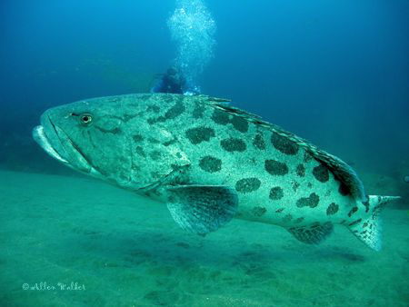 Huge Potato Bass with Diver in the back ground taken with... by Allen Walker 