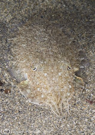 Cuttlefish. Lamorna cove. Cornwall. D200, 60mm. by Derek Haslam 