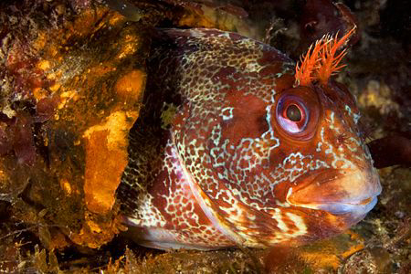 Tompot Blenny, Trefor Pier, N.Wales, UK. by Jim Garland 