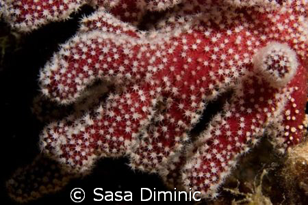 Red-White by Sasa Diminic 