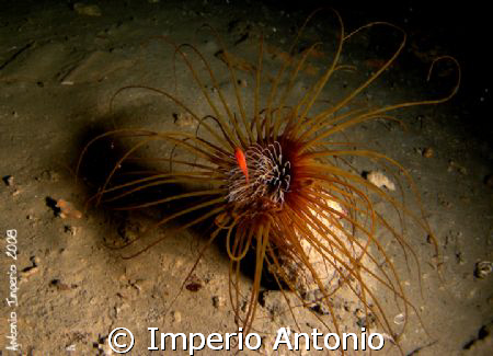 cerianthus con piccolo re di triglia by Imperio Antonio 