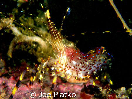 neon shrimp/ common shrimp that was found at lovers point... by Joe Platko 