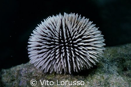 Echinoderms - Sphaerechinus granularis by Vito Lorusso 