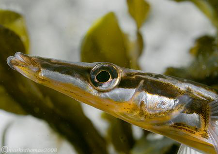 15-spined stickleback.
Aughrusmore Pier, Connemara.
60m... by Mark Thomas 