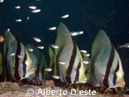 Platax in Lankayan, Borneo by Alberto D'este 