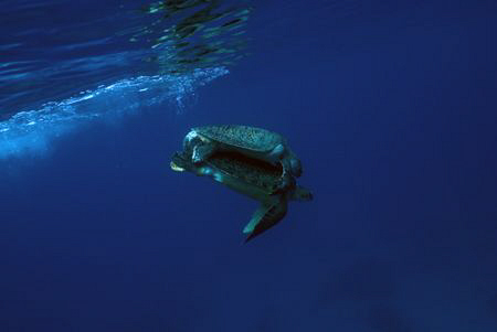 Mating green turtles by Erika Antoniazzo 