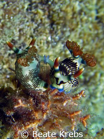 Nembrotha Wedding at Eden's Garden, Canon S70 with Macro ... by Beate Krebs 
