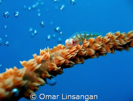 lonesome... by Omar Linsangan 