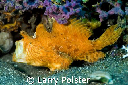 Never get tired of these little guys/girls ? by Larry Polster 
