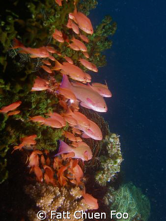 Attention! Redfin Anthias, Anilao, Philipines by Fatt Chuen Foo 