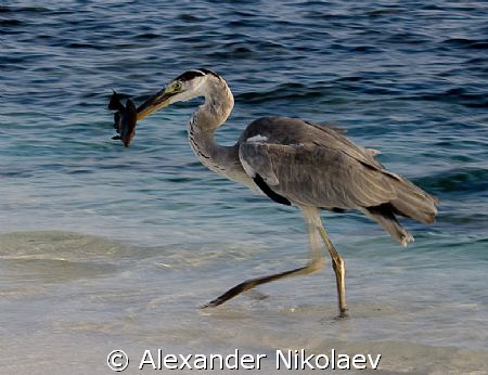 Lucky hunter. Canon 40D. by Alexander Nikolaev 
