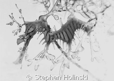 Now this is a DRAGON.  Original taken with a Canon A630, ... by Stephen Holinski 