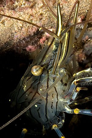 Common Shrimp, Trefor Pier, N.Wales, UK. by Heather Garland 
