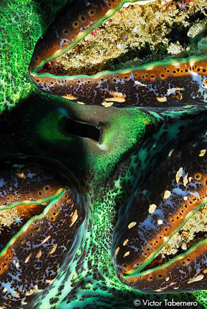 Giant Clamp close-up by Victor Tabernero 