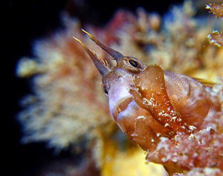 A small blenny on a temperate reef. I like the bokeh in t... by Cal Mero 