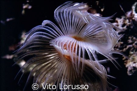 Worms - Protula tubularia by Vito Lorusso 