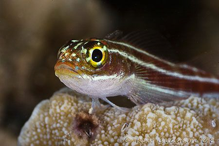 Portrait of Striped Threefin.  Ningaloo Reef, Western Aus... by Ross Gudgeon 