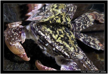 Catch me you if you can !!!>....... D200/60mm by Yves Antoniazzo 