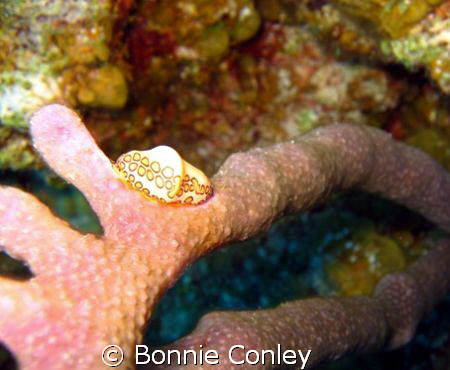 Flamingo Tongue seen  in Grand Cayman August 2008.  Photo... by Bonnie Conley 