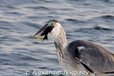 Would you like some fish? by Alexander Nikolaev 
