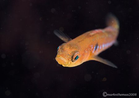 Two-spot Goby.
Aughrusbeg, Connemara.
60mm. by Mark Thomas 