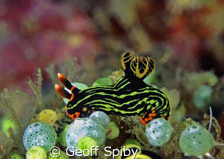 Nembrotha kubaryana by Geoff Spiby 