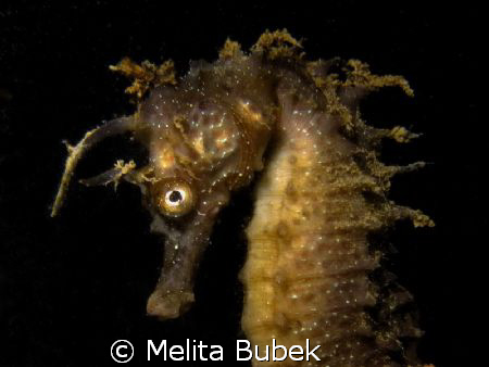 seahorse ...again...I like this litlle, proud creatures. by Melita Bubek 