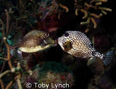 Opposites really do attract!! by Toby Lynch 