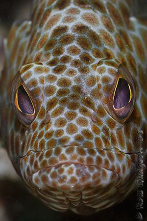 Honeycomb Cod giving me the evil eye.  Ningaloo Reef, Wes... by Ross Gudgeon 