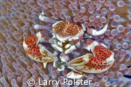 Porcelain crab by Larry Polster 