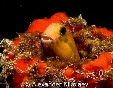 Blenny. Canon 40D, SIGMA 50mm MACRO. by Alexander Nikolaev 