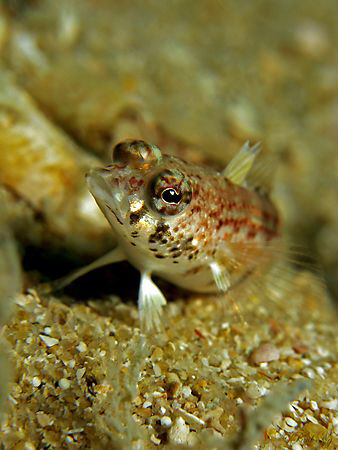 Fishy observing diver taking his picture by Paul Ng 