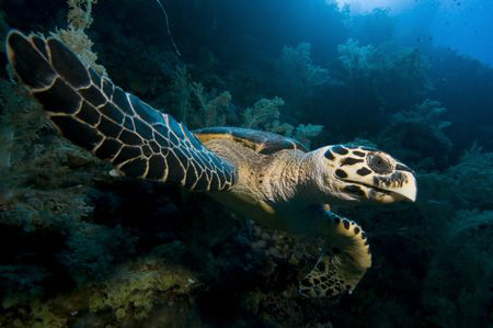 Hawksbill turtle at Big Brother, Egypt. by Dray Van Beeck 