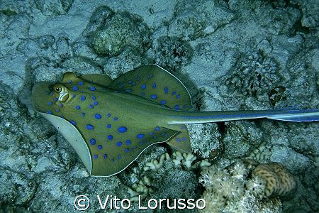 Fishs - Taeniura lymna by Vito Lorusso 