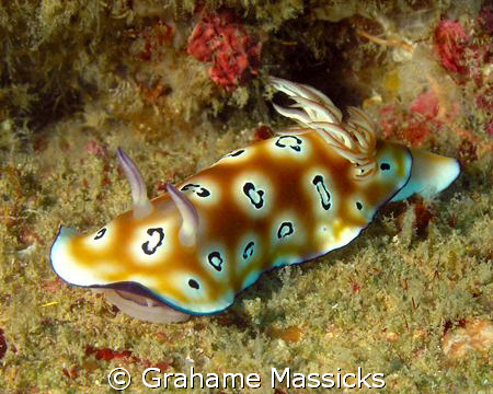 Found off Tioman Island, Malaysia.  Shot with Olympus 5060. by Grahame Massicks 