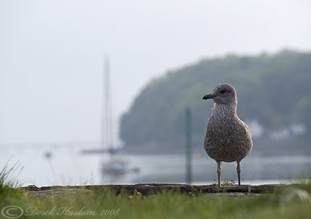 NUPG. Summer splash in. 2008. Menai. An early start.
S5 ... by Derek Haslam 