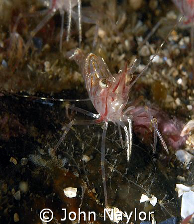 common prawn.almost invisible.taken at St.Abbs.Scotland by John Naylor 