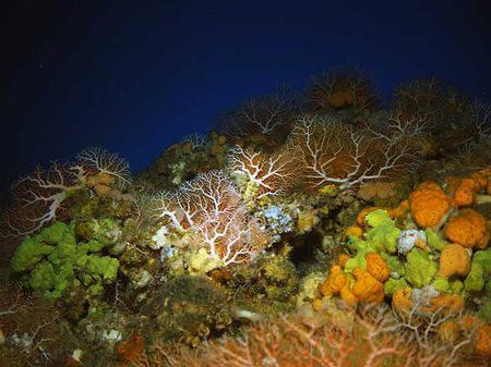 Coral Montage by Martin Dalsaso 