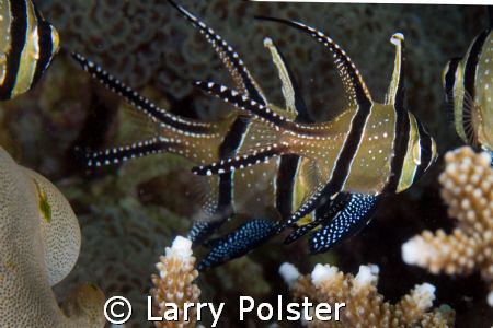 Banggai Cardinalfish, D2X, 60mm by Larry Polster 