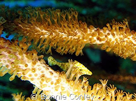 Photo taken August 2008 in Grand Cayman with a Canon SD550. by Bonnie Conley 
