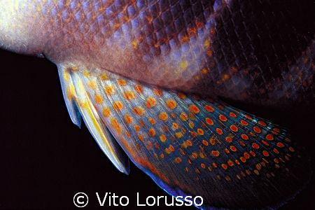 Fishs - Serranus hepatus (detail) by Vito Lorusso 