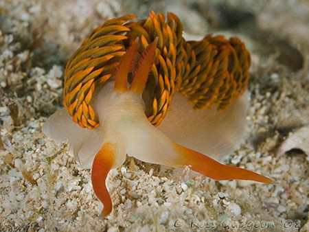 Moridilla brockii.  Ningaloo Reef, Western Austraia.  Can... by Ross Gudgeon 
