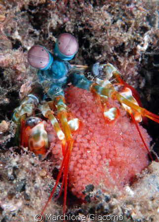 Mantis Shrimp with eggs
Lembeh Strait 2008
Nikon D200 ,... by Marchione Giacomo 