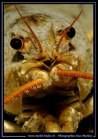 Face to face with this beautiful Cray Fish in a small fre... by Michel Lonfat 
