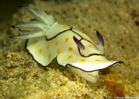 Taken on artificial reef off of Ras Tanura, Saudi Arabia by Michael Reilly 