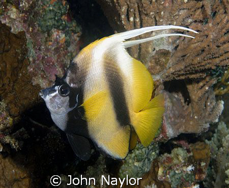 double antennae. by John Naylor 
