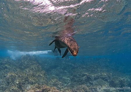 Inquisitive sealion.
Cape Marshall, Galapagos.
10.5mm. by Mark Thomas 