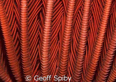 crinoid abstract by Geoff Spiby 