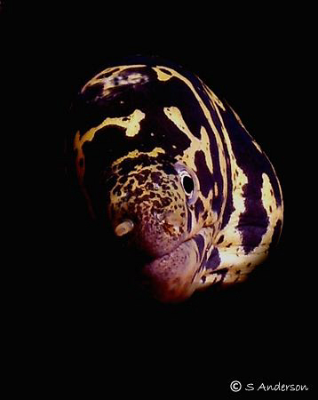 Im sure everyone is tired of my eel shots but 1 more. Thi... by Steven Anderson 